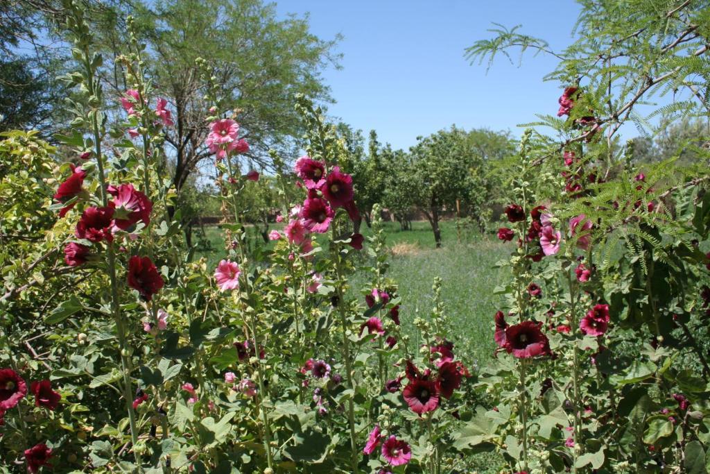 Quinta Adela Bed & Breakfast San Pedro De Atacama Zewnętrze zdjęcie
